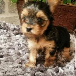 Nova - Black and gold female Yorkshire Terrier puppy in Hot Springs, Arkansas from Kimberly's Lovable Littles