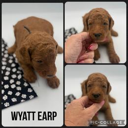 Wyatt Earp - Red  male Poodle puppy in Mount Vernon, Illinois from AMC Poodles