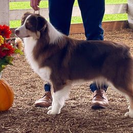 Hetty - Australian Shepherd