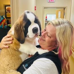 Ozzy - Mahogany and white male Saint Bernard puppy in Double Springs, Alabama from St Bernard Kingdom, LLC