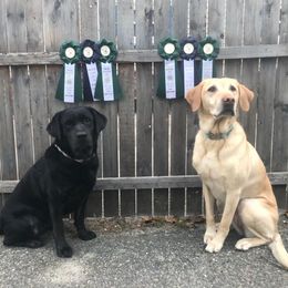 Labrador Retrievers from Wanderlust Kennels