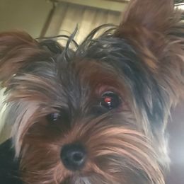 Liv - Black and tan female Yorkshire Terrier puppy in West Plains, Missouri from Brinkley Yorkies
