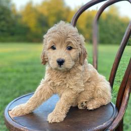 Lemon - Red  female Goldendoodle puppy in Stanford, Kentucky from Holloway Goldendoodles
