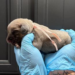 Female 3 - Gray and fawn female Cane Corso puppy in Cashion, Oklahoma from APEXOK Cane Corsos LLC