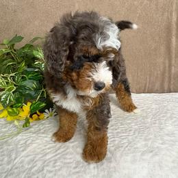 Maestro - Blue merle male Bernedoodle puppy in Seymour, Missouri from D and D’s Dandy Doodles