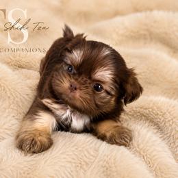 Kallista Kouture - Liver and white female Shih Tzu puppy in Trinity, North Carolina from Trinity Shih Tzu
