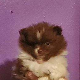 Merrilee - Chocolate parti female Pomeranian puppy in Beaumont, Texas from Pomtastic Poms