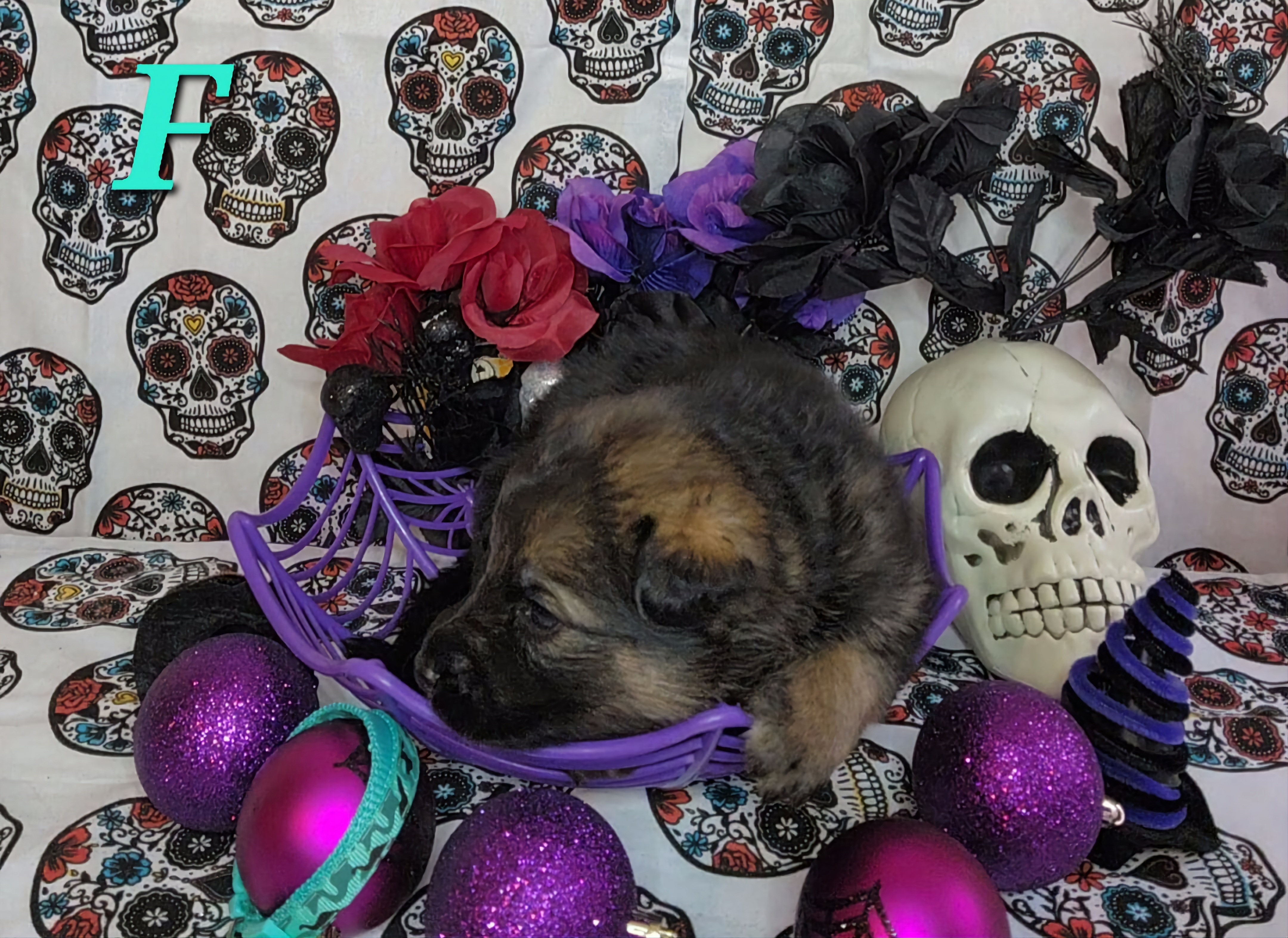 German Shepherd Puppies from Persevere Kennels