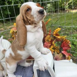 Cudy - Red and white female Basset Hound puppy in Big Rapids, Michigan from Basket Hound Bassets