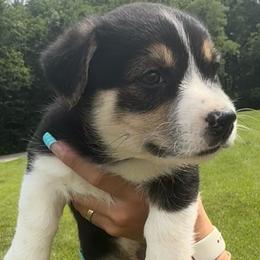 ORANGE girl - Black and tan female Pembroke Welsh Corgi puppy in Milan, Indiana from Cedar Ridge Corgis