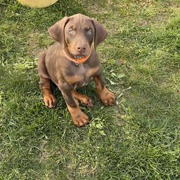 Doberman Pinscher Puppies from Jensen Dobermans