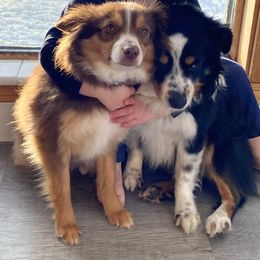 Beth - Toy Australian Shepherd