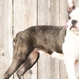 Boston Terriers from Boston Terriers R Lil Angels