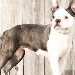 Boston Terriers from Boston Terriers R Lil Angels