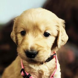 Boo  (Harvest Party) - Golden female Golden Retriever puppy in Lebanon, Oregon from Soda Springs Kennel