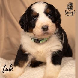 Tuk - Tri-color female Bernedoodle puppy in Palmetto Bay, Florida from SOMIDOODLES