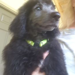Puppy 1 MALE- (Aleph) - Black male Poodle puppy in Crewe, Virginia from Whispering Woods Farms LLC