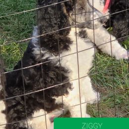 Poodle Puppies from Four Aces Poodles