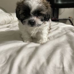 Shihpoo Puppies from The Sassy Shihpoos
