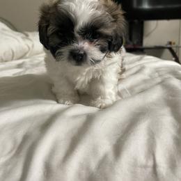Shihpoo Puppies from The Sassy Shihpoos