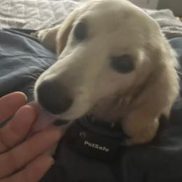 Lucas - Dachshund