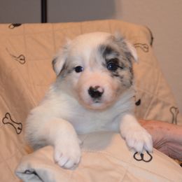 Slush - Blue merle Border Collie puppy in Grapevine, Texas from Cates Border Collies