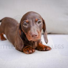 Phoenix - Chocolate and tan male Dachshund puppy in Temecula, California from Naomi Magee's Dachshund Kennel