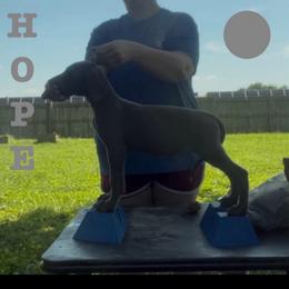 Hope - Blue female Great Dane puppy in Edwardsville, Illinois from Giants and Munchkins
