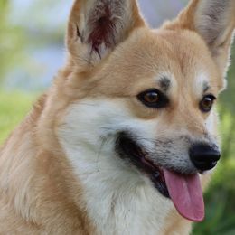 Tiki - Pembroke Welsh Corgi