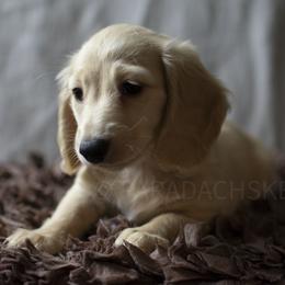 Willow - Cream female Dachshund puppy in Visalia, California from Paradachs Kennels