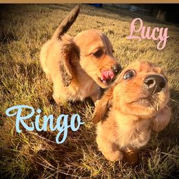 Lucy - Cream female Dachshund puppy in Boerne, Texas from Maravillas Dachshunds LLC