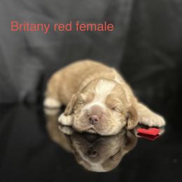 Brittany red female - Buff female Cocker Spaniel puppy in Bonsall, California from CuttinBlue Farms