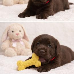 Labrador Retriever Puppies from Oksana's Labrador Retrievers