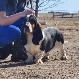 Agnes - Basset Hound