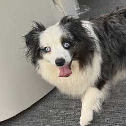 Miniature American Shepherds and Toy Australian Shepherds from Red Hawk Ranch Toy Aussies & Mini American Shephards