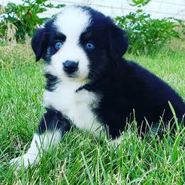 Miniature Australian Shepherd and Toy Australian Shepherd Puppies from Long's lil Aussies