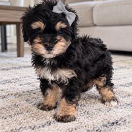 Gaston - Phantom male Poodle puppy in Bryn Mawr, Pennsylvania from Main line furry friends