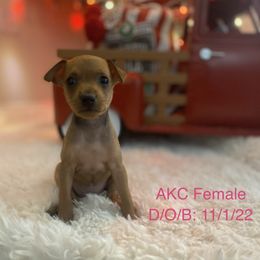 Great Dane and Miniature Pinscher Puppies from Legacy Danes