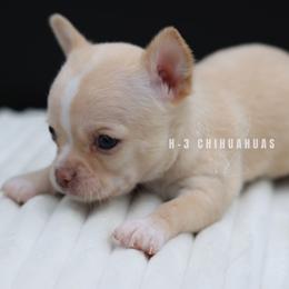 Margo - Cream female Chihuahua puppy in Tulsa, Oklahoma from H-3 Chihuahuas