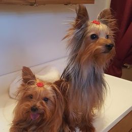 Yorkshire Terrier All Grown Up from Bonnie White