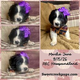 Newfoundland, Newfypoo, and Sheepadoodle Puppies from Sweet Creek Pups
