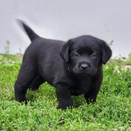 Girl 1-Pink - Black female Labrador Retriever puppy in Saunemin, Illinois from Shooting Star Labs