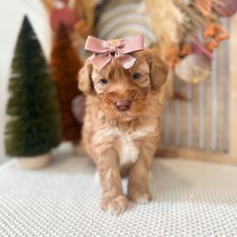 Lucy - Caramel red female Australian Labradoodle puppy in Palmdale, California from Pixie Doodle Paws