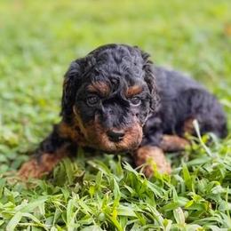 Poodle Puppies from Poodle Love
