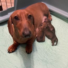 Violet - Dachshund