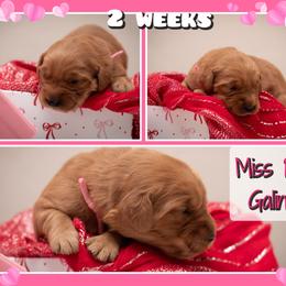 Galinda - Dark golden female Golden Retriever puppy in Driggs, Idaho from SK Golden Retrievers
