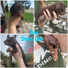 Dachshund Puppies from DNP Doxies