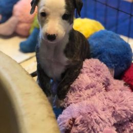 Whippet Puppies from Wildbriar Whippets