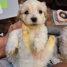 Coton de Tulear Puppies from Classy Cotons