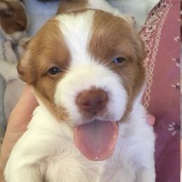Brittany Puppies from Jenvy Brittanys